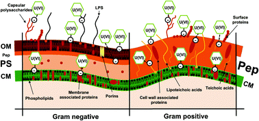 Graphical abstract: The importance of the bacterial cell wall in uranium(vi) biosorption