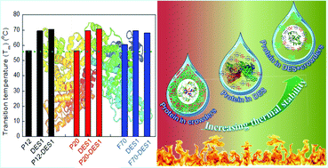 Graphical abstract: A novel amalgamation of deep eutectic solvents and crowders as biocompatible solvent media for enhanced structural and thermal stability of bovine serum albumin