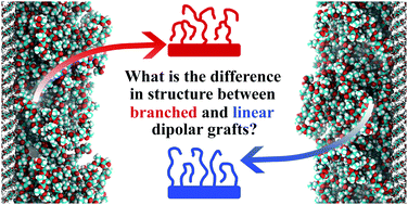 Graphical abstract: Branched versus linear lactide chains for cellulose nanoparticle modification: an atomistic molecular dynamics study
