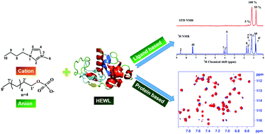 Graphical abstract: NMR investigations on binding and dynamics of imidazolium-based ionic liquids with HEWL