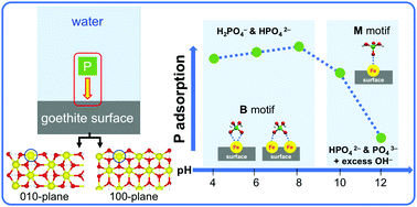 Graphical abstract: Molecular level picture of the interplay between pH and phosphate binding at the goethite–water interface