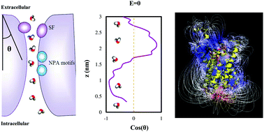 Graphical abstract: Influences of electric fields on the operation of Aqy1 aquaporin channels: a molecular dynamics study