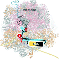 Graphical abstract: Organic nanoelectronics inside us: charge transport and localization in RNA could orchestrate ribosome operation