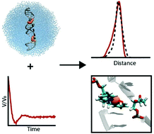 Graphical abstract: Orientation and dynamics of Cu2+ based DNA labels from force field parameterized MD elucidates the relationship between EPR distance constraints and DNA backbone distances