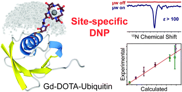 Graphical abstract: Site-specific dynamic nuclear polarization in a Gd(iii)-labeled protein