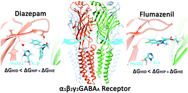 Graphical abstract: How does α1Histidine102 affect the binding of modulators to α1β2γ2 GABAA receptors? molecular insights from in silico experiments