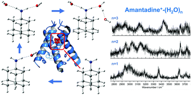 Graphical abstract: Microhydration of substituted diamondoid radical cations of biological relevance: infrared spectra of amantadine+-(H2O)n = 1–3 clusters