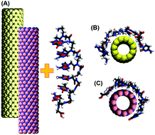 Graphical abstract: Molecular insights on the dynamic stability of peptide nucleic acid functionalized carbon and boron nitride nanotubes