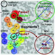 Graphical abstract: Polarization-resolved single-molecule tracking reveals strange dynamics of fluorescent tracers through a deep rubbery polymer network