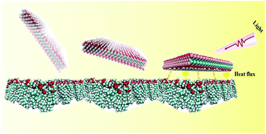 Graphical abstract: Molecular insights into MXene destructing the cell membrane as a “nano thermal blade”