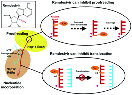Graphical abstract: 1′-Ribose cyano substitution allows Remdesivir to effectively inhibit nucleotide addition and proofreading during SARS-CoV-2 viral RNA replication