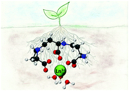 Graphical abstract: Solution structure of a europium–nicotianamine complex supports that phytosiderophores bind lanthanides