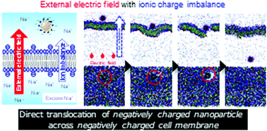 Graphical abstract: Direct translocation of a negatively charged nanoparticle across a negatively charged model cell membrane