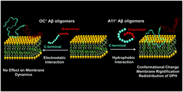 Graphical abstract: Conformation-specific perturbation of membrane dynamics by structurally distinct oligomers of Alzheimer's amyloid-β peptide