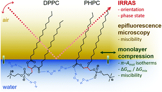Graphical abstract: Influence of a single ether bond on assembly, orientation, and miscibility of phosphocholine lipids at the air–water interface