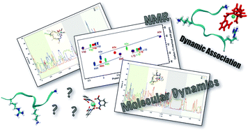 Graphical abstract: Capturing the dynamic association between a tris-dipicolinate lanthanide complex and a decapeptide: a combined paramagnetic NMR and molecular dynamics exploration