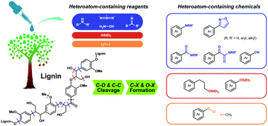 Graphical abstract: Heteroatom-participated lignin cleavage to functionalized aromatics