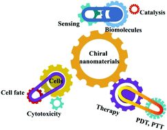 Graphical abstract: Stereospecific interactions between chiral inorganic nanomaterials and biological systems