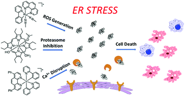 Graphical abstract: Endoplasmic reticulum stress: an arising target for metal-based anticancer agents