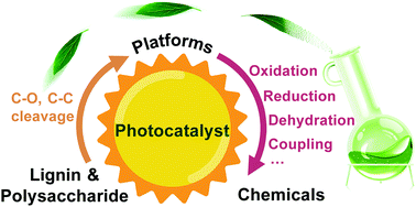 Graphical abstract: Photocatalytic transformations of lignocellulosic biomass into chemicals