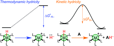 Graphical abstract: Thermodynamic and kinetic hydricity of transition metal hydrides