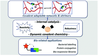 Graphical abstract: Internal catalysis for dynamic covalent chemistry applications and polymer science