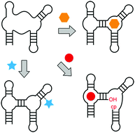 Graphical abstract: Fundamental studies of functional nucleic acids: aptamers, riboswitches, ribozymes and DNAzymes