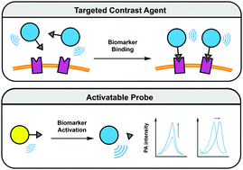 Graphical abstract: Targeted contrast agents and activatable probes for photoacoustic imaging of cancer