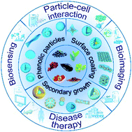 Graphical abstract: Phenolic-enabled nanotechnology: versatile particle engineering for biomedicine