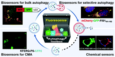 Graphical abstract: The fluorescence toolbox for visualizing autophagy