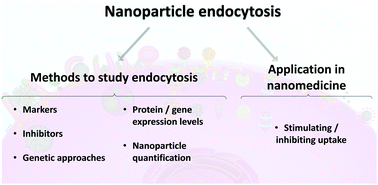Graphical abstract: Understanding nanoparticle endocytosis to improve targeting strategies in nanomedicine