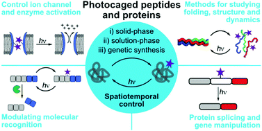 Graphical abstract: Triggering biological processes: methods and applications of photocaged peptides and proteins