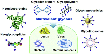 Graphical abstract: Multivalent glycans for biological and biomedical applications