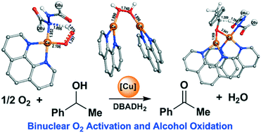 Graphical abstract: Binuclear O2 activation and hydrogen transfer mechanism for aerobic oxidation of alcohols