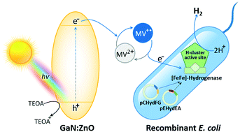 Graphical abstract: Photobiocatalytic H2 evolution of GaN:ZnO and [FeFe]-hydrogenase recombinant Escherichia coli