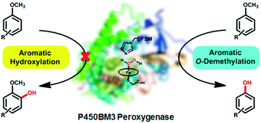 Graphical abstract: Regioselective aromatic O-demethylation with an artificial P450BM3 peroxygenase system