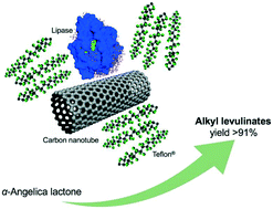 Graphical abstract: Carbon nanotube/PTFE as a hybrid platform for lipase B from Candida antarctica in transformation of α-angelica lactone into alkyl levulinates