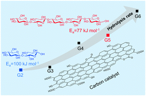Graphical abstract: Unraveling the hydrolysis of β-1,4-glycosidic bonds in cello-oligosaccharides over carbon catalysts