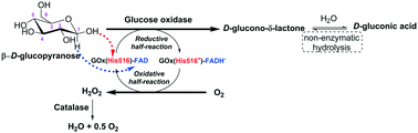 Graphical abstract: Enzyme production of d-gluconic acid and glucose oxidase: successful tales of cascade reactions