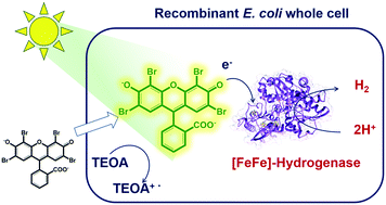 Graphical abstract: Visible light-driven, external mediator-free H2 production by a combination of a photosensitizer and a whole-cell biocatalyst: Escherichia coli expressing [FeFe]-hydrogenase and maturase genes