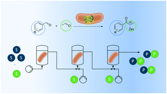Graphical abstract: Continuous enzymatic stirred tank reactor cascade with unconventional medium yielding high concentrations of (S)-2-hydroxyphenyl propanone and its derivatives