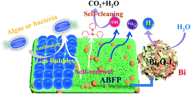 Graphical abstract: Construction of Bi/Bi5O7I anchored on a polymer with boosted interfacial charge transfer for biofouling resistance and photocatalytic H2 evolution