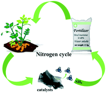 Graphical abstract: A peanut shell-derived economical and eco-friendly biochar catalyst for electrochemical ammonia synthesis under ambient conditions: combined experimental and theoretical study