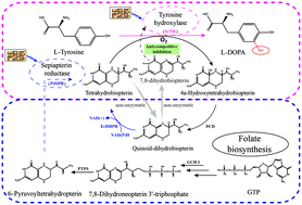 Graphical abstract: Reductase-catalyzed tetrahydrobiopterin regeneration alleviates the anti-competitive inhibition of tyrosine hydroxylation by 7,8-dihydrobiopterin