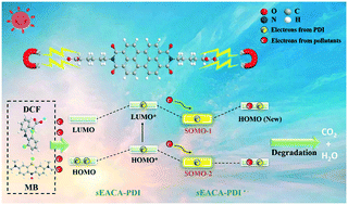 Graphical abstract: Strong electron affinity PDI supramolecules form anion radicals for the degradation of organic pollutants via direct electrophilic attack