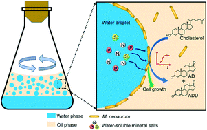 Graphical abstract: Interfacial biocatalysis in bacteria-stabilized Pickering emulsions for microbial transformation of hydrophobic chemicals