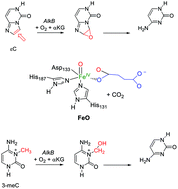 Graphical abstract: Computational studies of DNA base repair mechanisms by nonheme iron dioxygenases: selective epoxidation and hydroxylation pathways