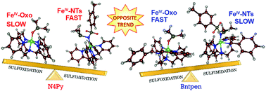 Graphical abstract: Sluggish reactivity by a nonheme iron(iv)-tosylimido complex as compared to its oxo analogue