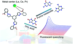 Graphical abstract: Three coordination polymers with regulated coordination interactions as fluorescent sensors for monitoring purine metabolite uric acid