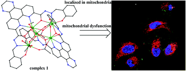 Graphical abstract: Mitochondria-localizing dicarbohydrazide Ln complexes and their mechanism of in vitro anticancer activity